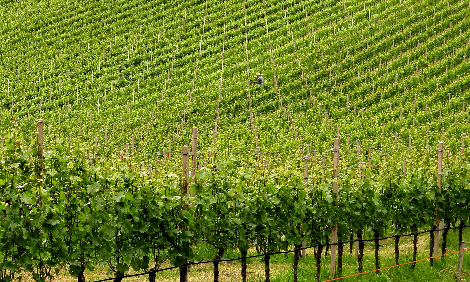 Il bellissimo color verde di una foto panoramica che ritrae un vigneto