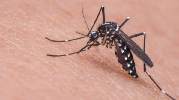 zanzare-meteo-caldo