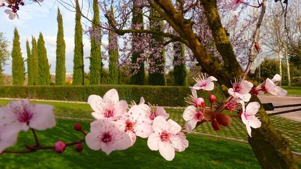 mandorlo-in-fiore-agrigento