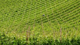 Vigneto verde ed il suo contadino