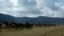 Rodeo Pentro in Molise