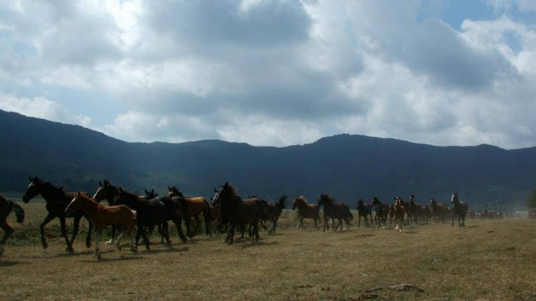 Rodeo Pentro in Molise
