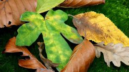 Successione ereditaria, cosa dice la legge