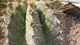 Come coltivare piante grasse