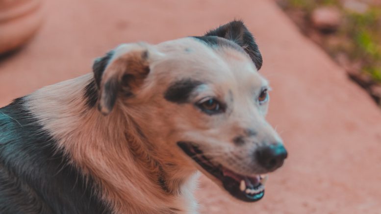 Sorriso del cane, come lavare i denti