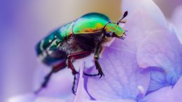 Come liberarsi dagli scarafaggi