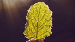 Impatto dell'alimentazione sull'ambiente