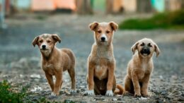 Consigli per la cura degli animali nel 2023