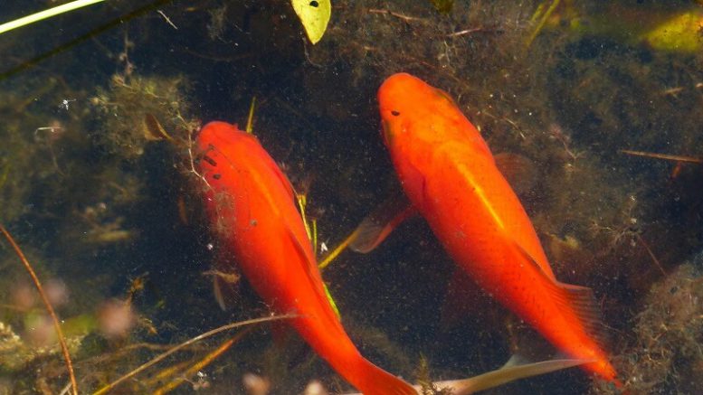 Pesce rosso adatto anche alle temperature fredde